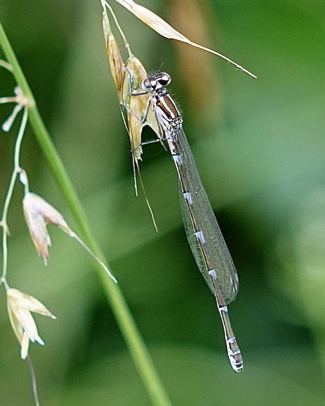 variable damselfly